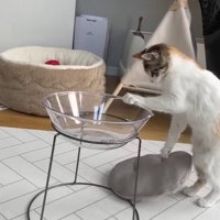 つかまり立ち(向かって右側)