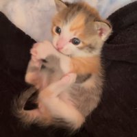 仰向けの子猫