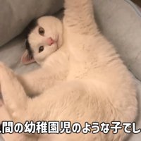 仰向けになる猫