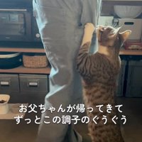 飼い主の脚にしがみつく猫