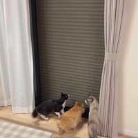 シャッターを見る猫たち