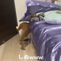 上半身をベッドの隙間に入れて左後ろ足を曲げている猫