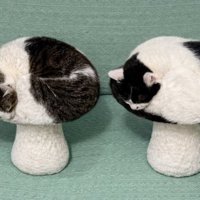 キノコみたいな猫