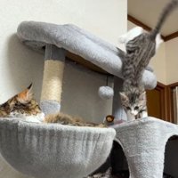 キャットタワー最上段から下の段へ飛び降りるキジトラ白の子猫