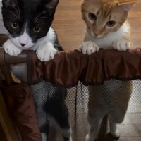 下を見る2匹の猫