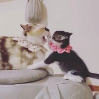 子猫にパンチされている猫