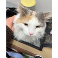 キャリーに入っている猫