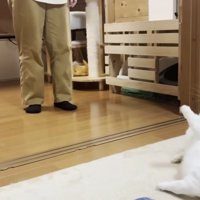 おもちゃから目を離さずに寝転がる猫