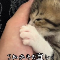 人の手に吸い付く子猫