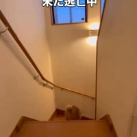 階段を降りる猫（後ろ姿）