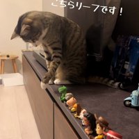 フィギュアを前足で落としている猫