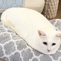 餅のような白猫ちゃん