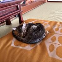 座布団で寝る子猫