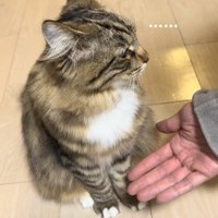 手のひらを差し出されて画面右側を見る猫