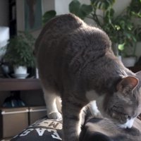 嗅ぐモアレちゃん