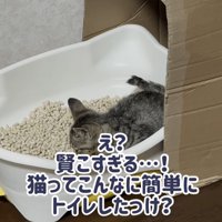 猫トイレにいる子猫