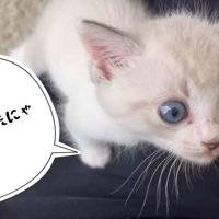 飼い主をよじ登る猫