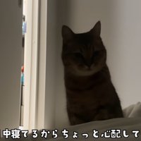 ミヌエットが横になった飼い主さんを心配そうに見つめる様子