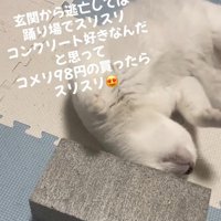顔をすりすりする猫