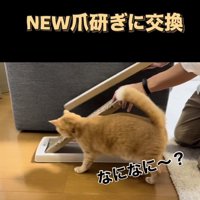 新しい爪研ぎを見にきた茶トラ猫