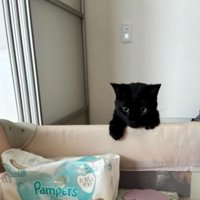 猫とベビーベッド