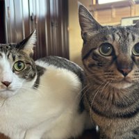 並んで香箱座りしている2匹の猫