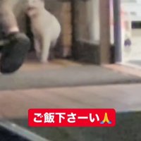 コンビニの前に座り込む猫