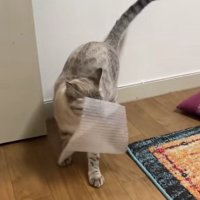 プチプチをくわえて画面右側を見つめる猫