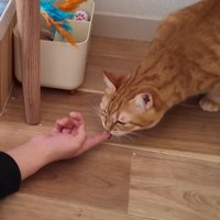 指をペロペロ