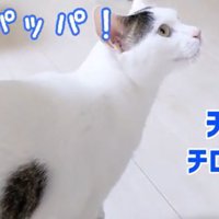 返事するチロくん