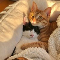 寄り添って寝る猫二匹