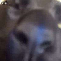 片目を閉じている猫