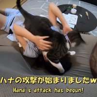 「ハナの攻撃が...」のテロップ写真