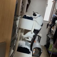 タンスを上ろうとする猫