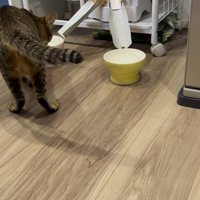 ごはん用の皿の前にやってきたキジトラ猫