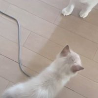子猫に近づくお姉さん猫