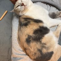 飼い主になでられる猫