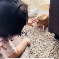 茶白猫の顔に触る赤ちゃん