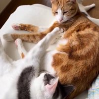 サバ白猫の前足が体に当たって目を覚ました茶白猫