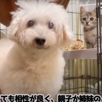 犬と子猫