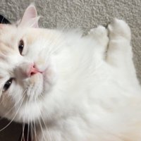 満足げな表情をした猫