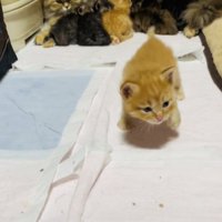 お母さん猫のおっぱいを飲む5匹の子猫とママに向かって歩く茶トラ子猫