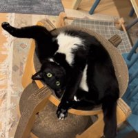 キャットタワーの上で仰向けになっている白黒猫
