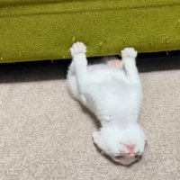 ソファの下で遊ぶ子猫