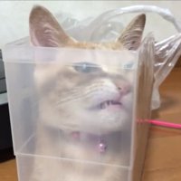 別の角度から見たひのきちゃん