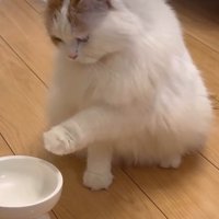 フードボウルに触れる猫