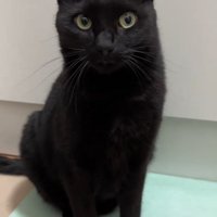 おすわりする成猫