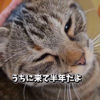 甘える猫