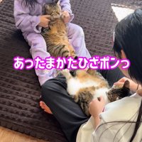 手で肩にタッチする2匹の猫