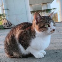外で香箱座りをしている猫